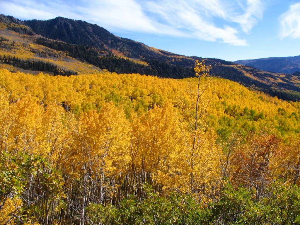 Aspen Overview