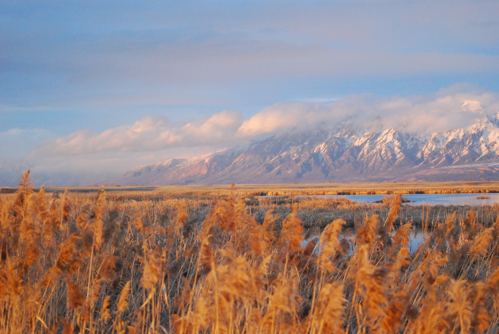 Ogden Bay Waterfowl Management Area